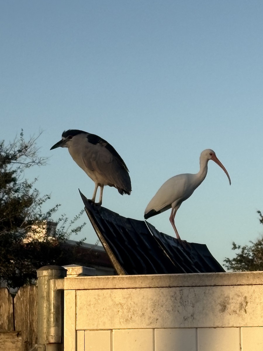 White Ibis - ML647459717