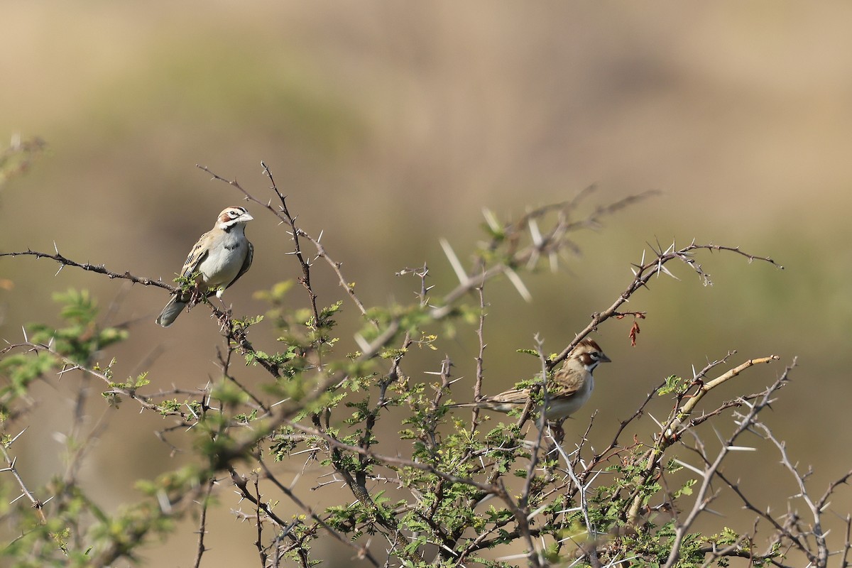 Lark Sparrow - ML647459741