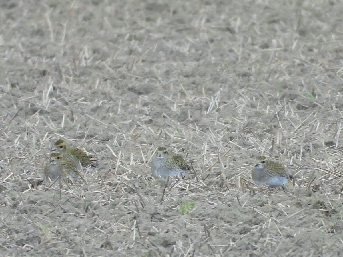 Сивка звичайна - ML647459750