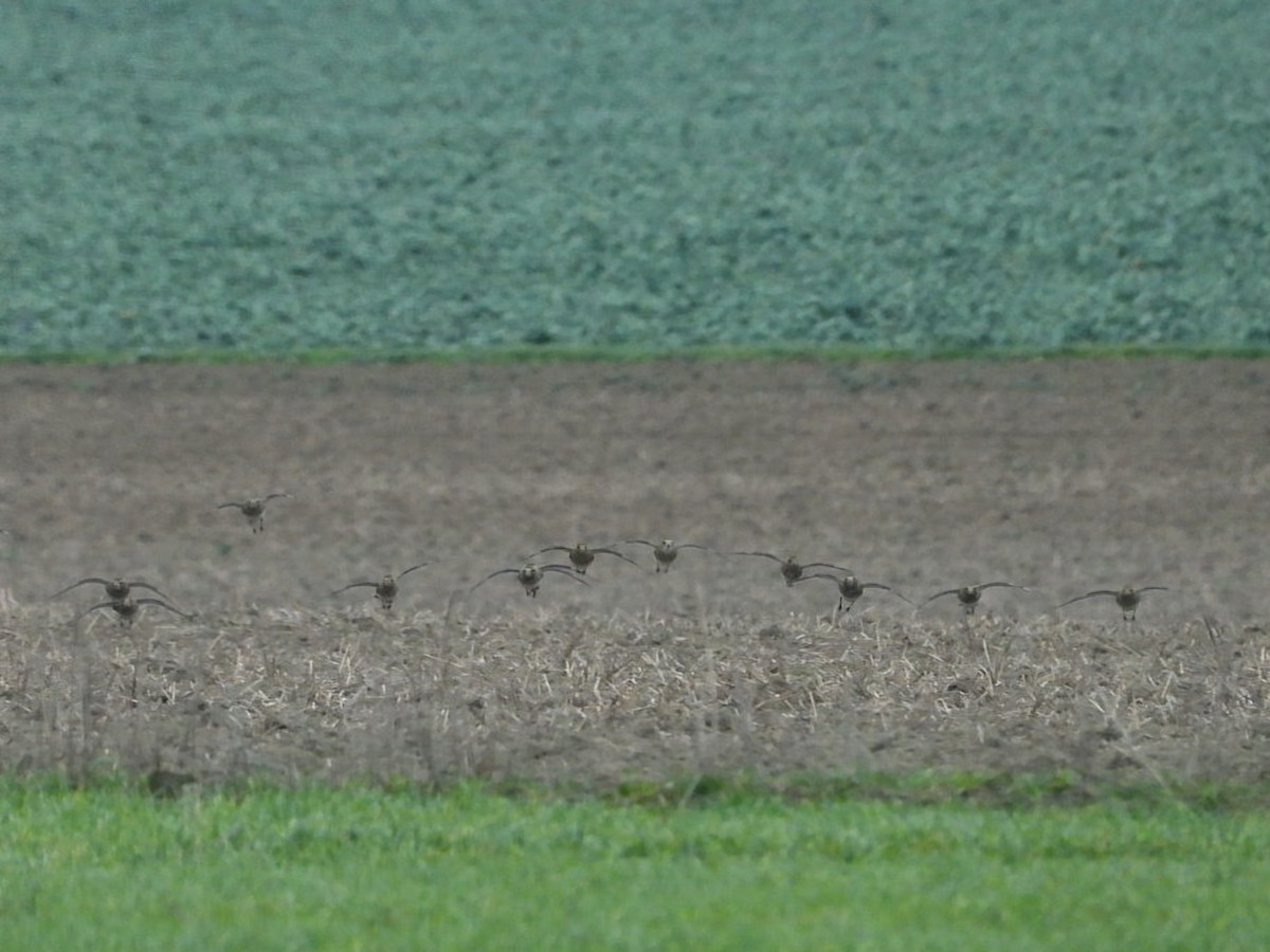 Сивка звичайна - ML647459751