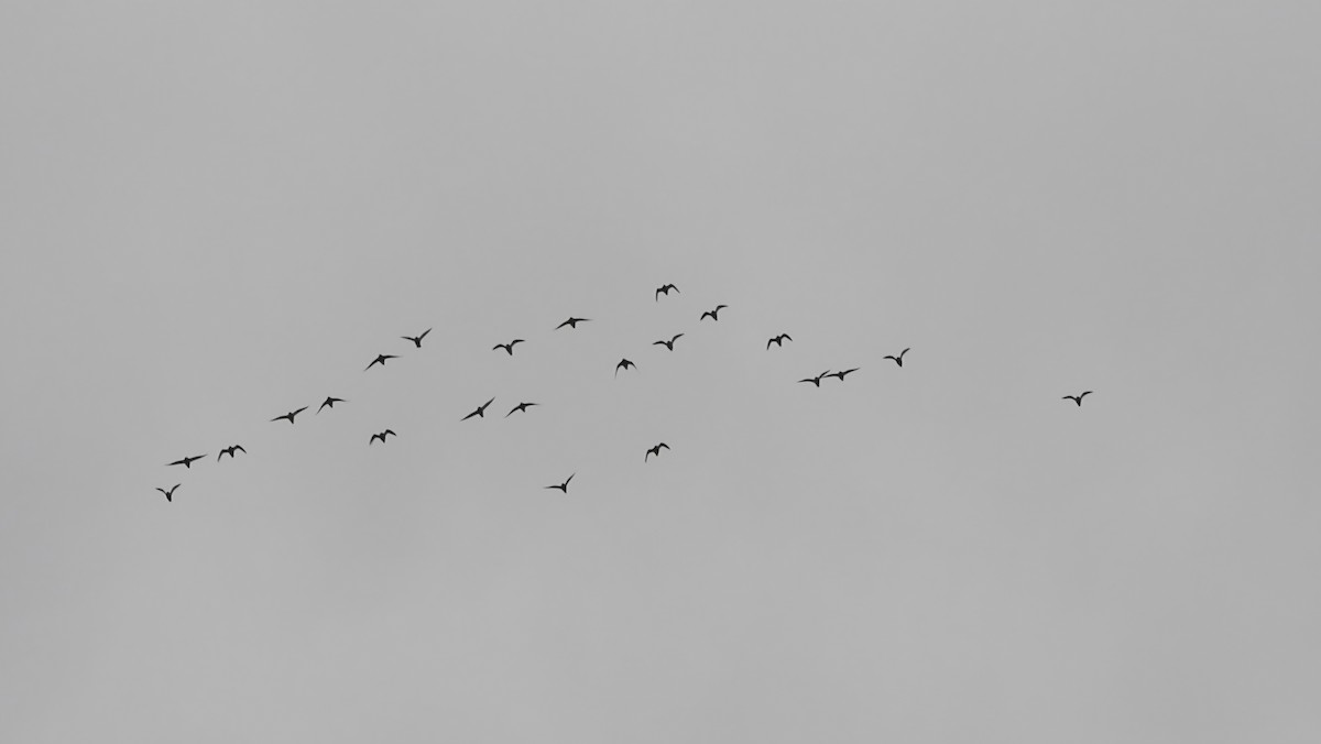 Сивка звичайна - ML647459778