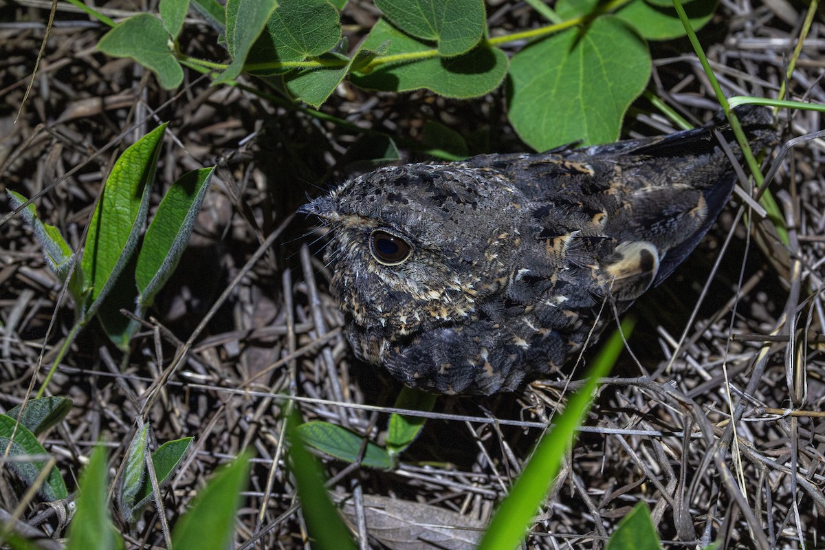 カマバネヨタカ - ML647459805