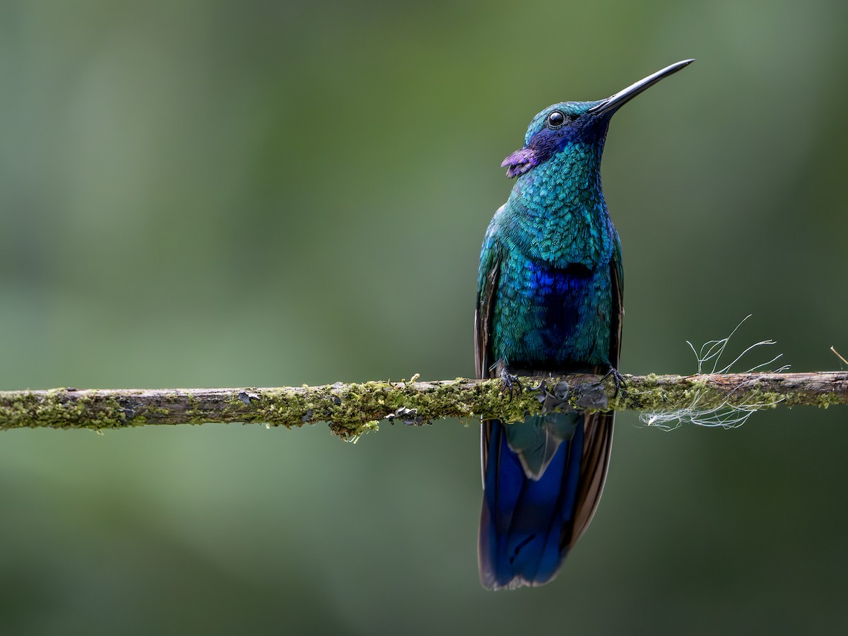 Sparkling Violetear - ML647459824