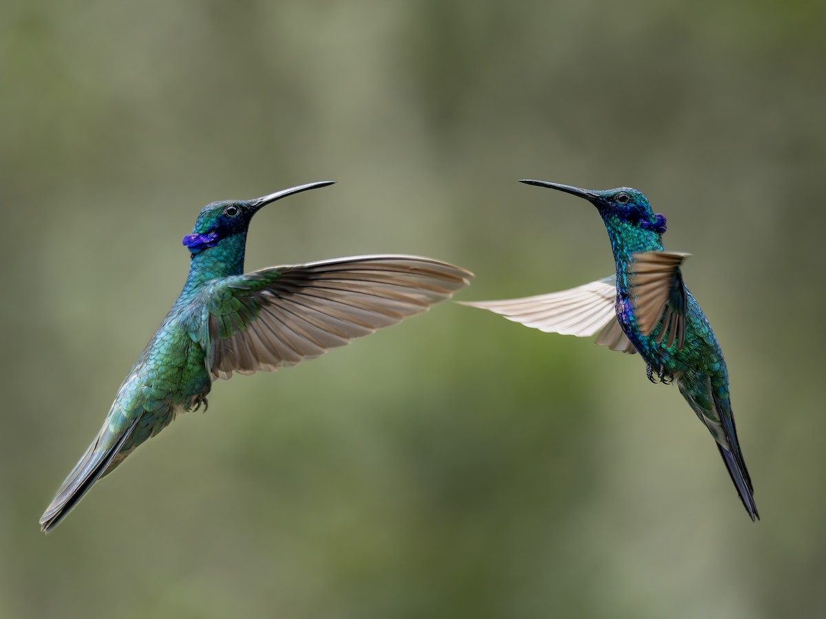 Sparkling Violetear - ML647459825