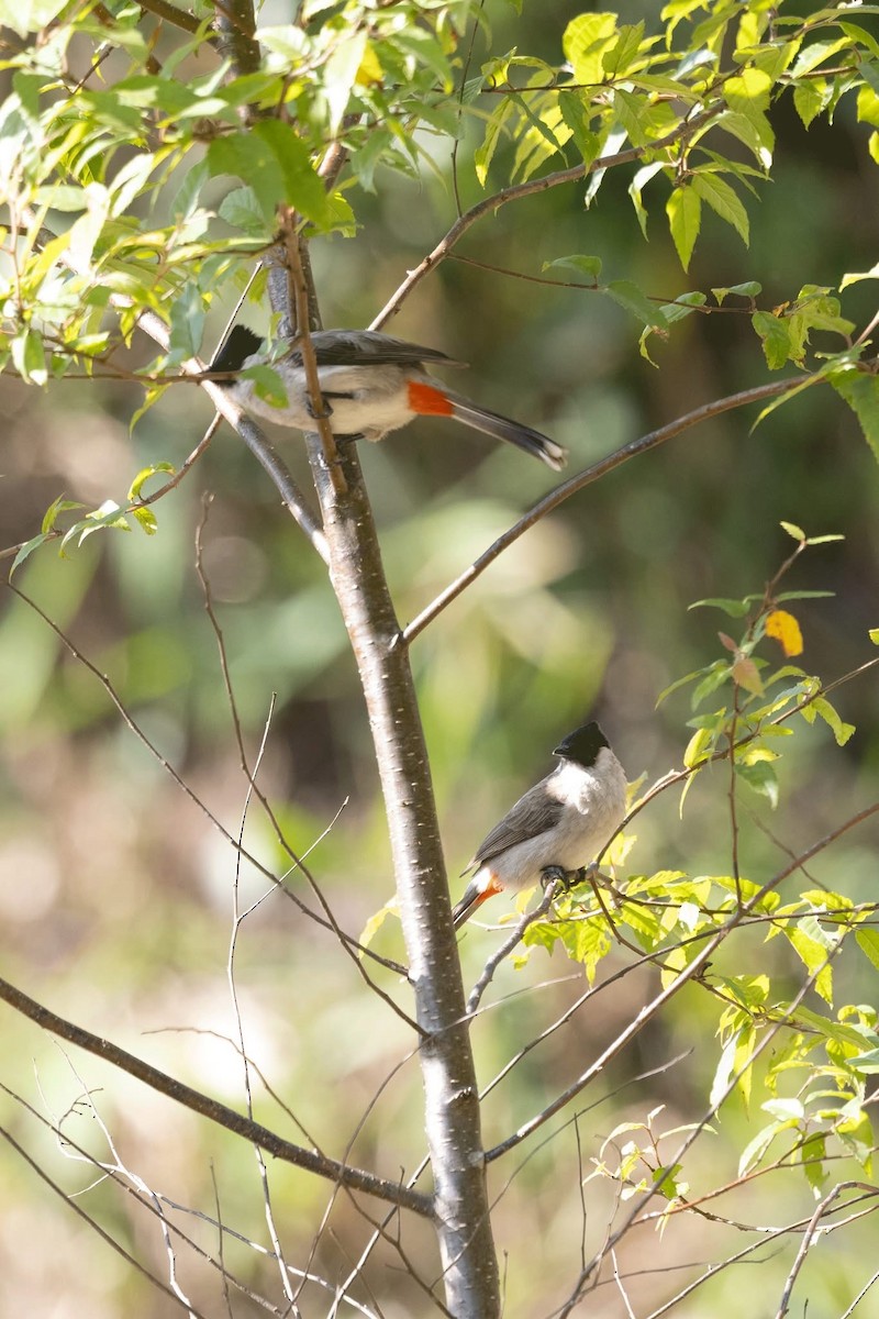 Sooty-headed Bulbul - ML647459858
