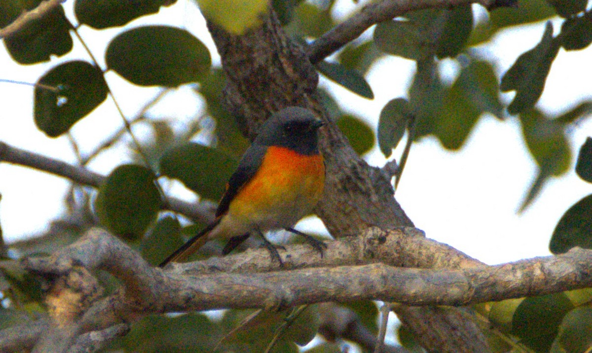 Zwergmennigvogel - ML647459873