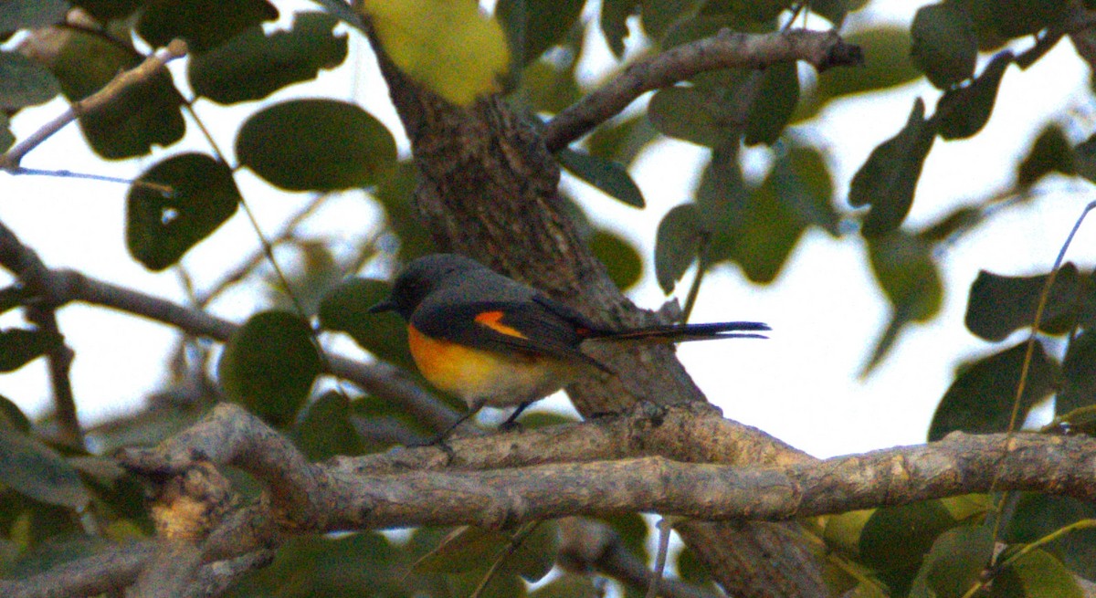 Zwergmennigvogel - ML647459874