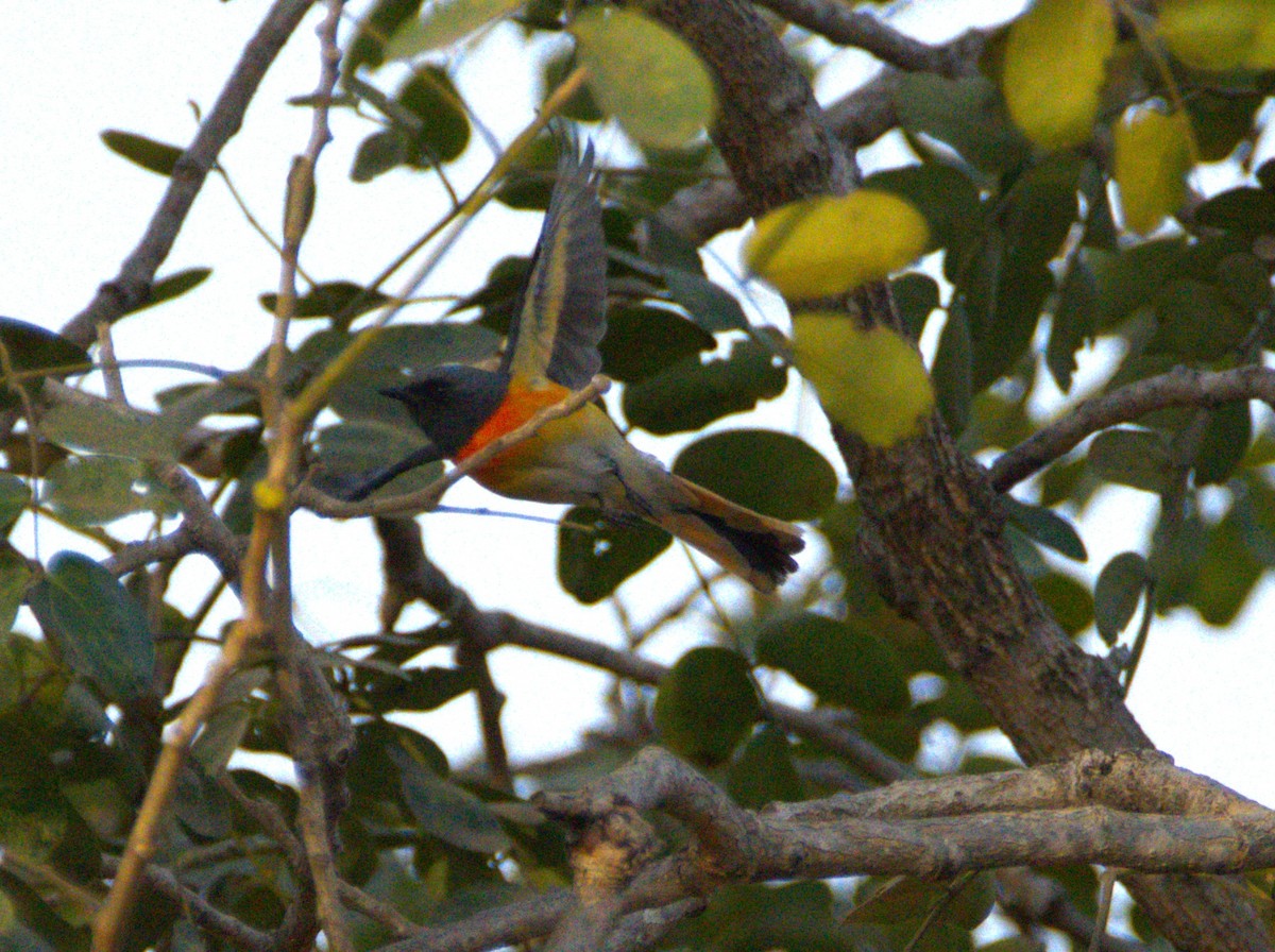 Zwergmennigvogel - ML647459876