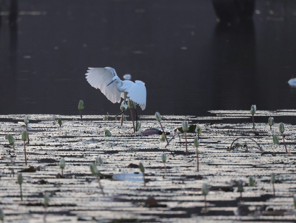 Little Egret - ML647459878