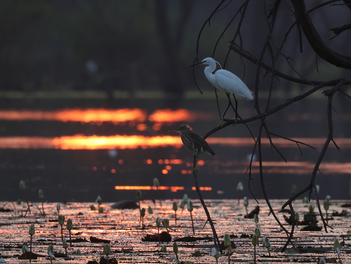 Little Egret - ML647459880