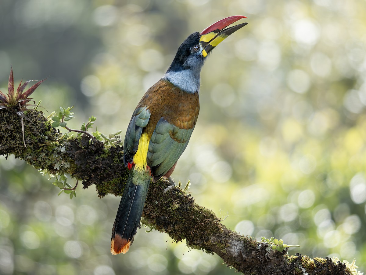 Tucán Pechigrís - ML647459912