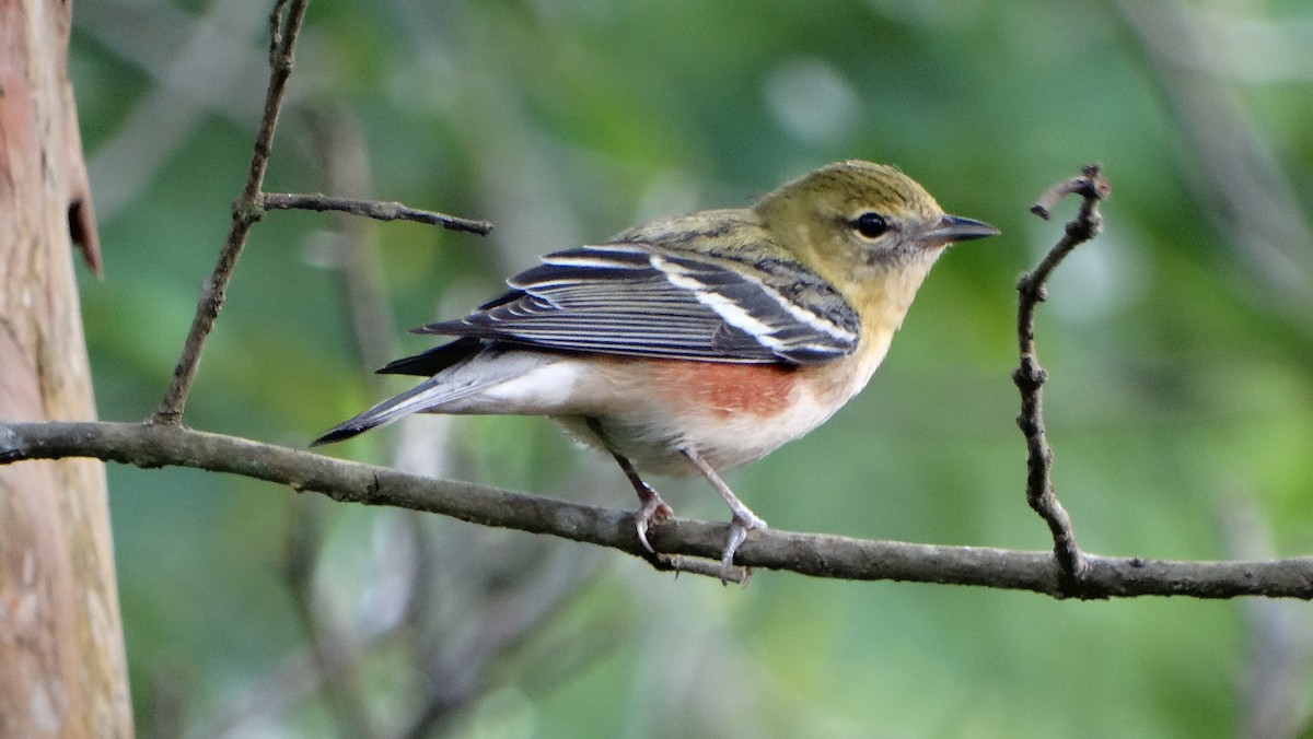 Пісняр-лісовик каштановий - ML647459926