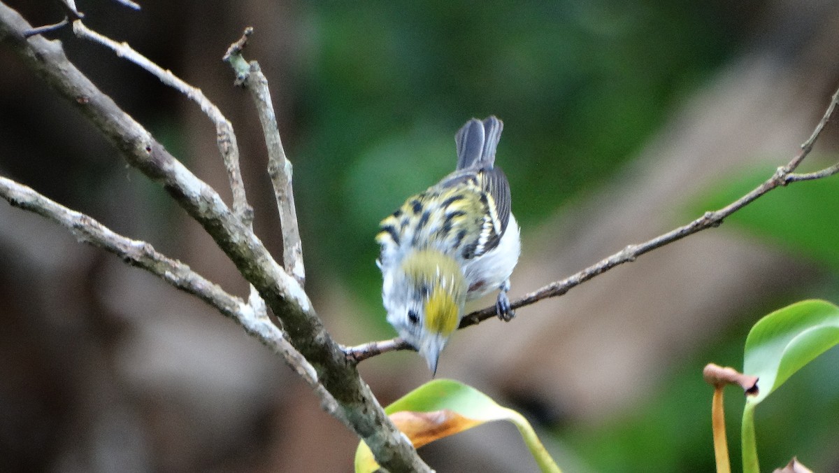 ワキチャアメリカムシクイ - ML647459932