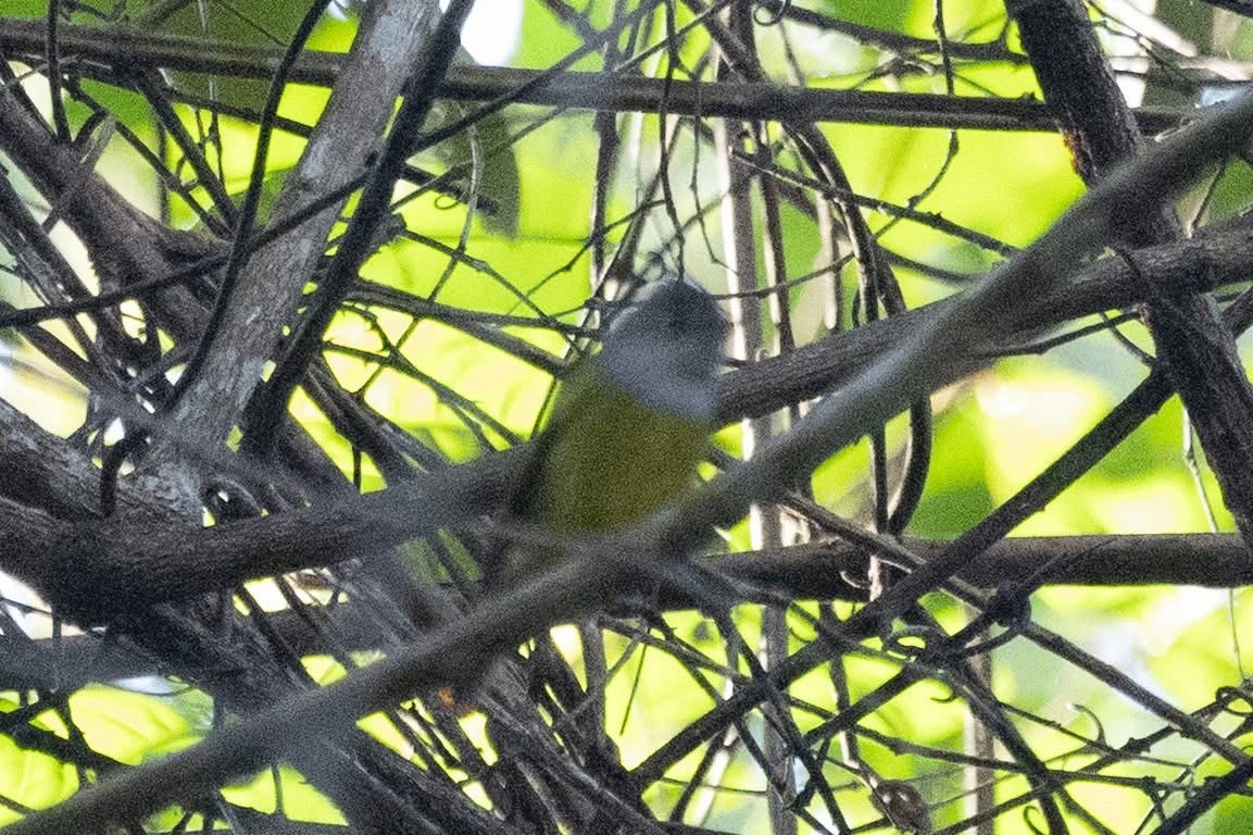 Gray-headed Canary-Flycatcher - ML647459933