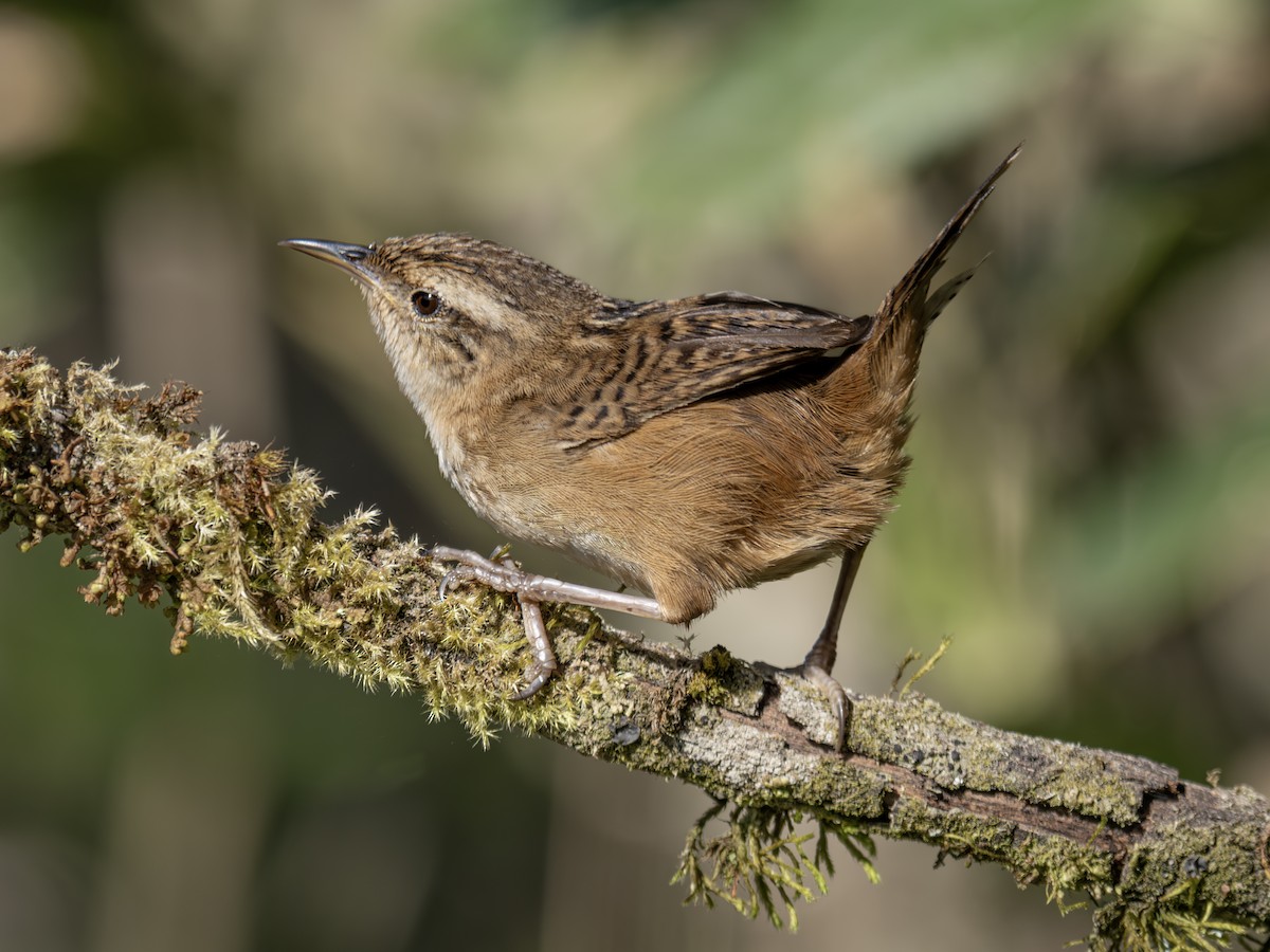 Овад річковий - ML647459934