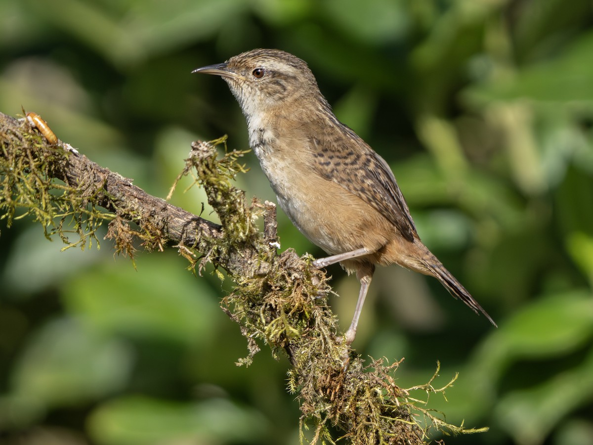 Овад річковий - ML647459935