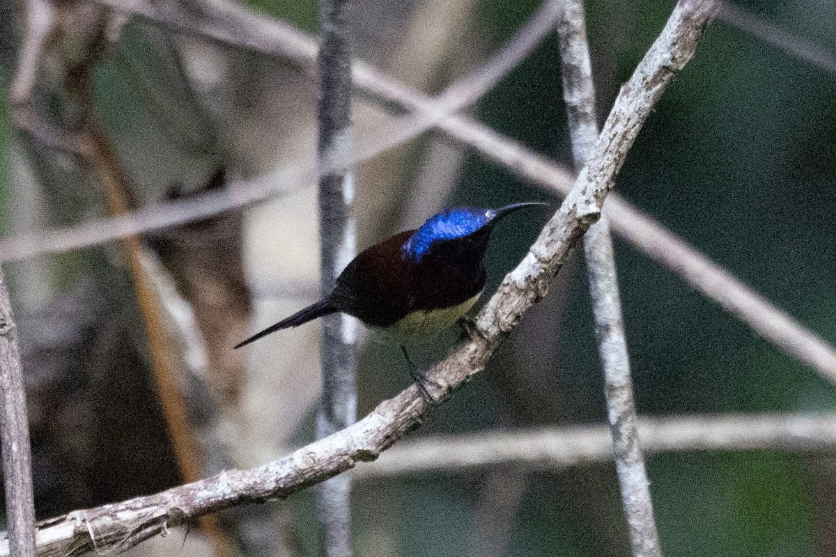 Траурная нектарница - ML647459943