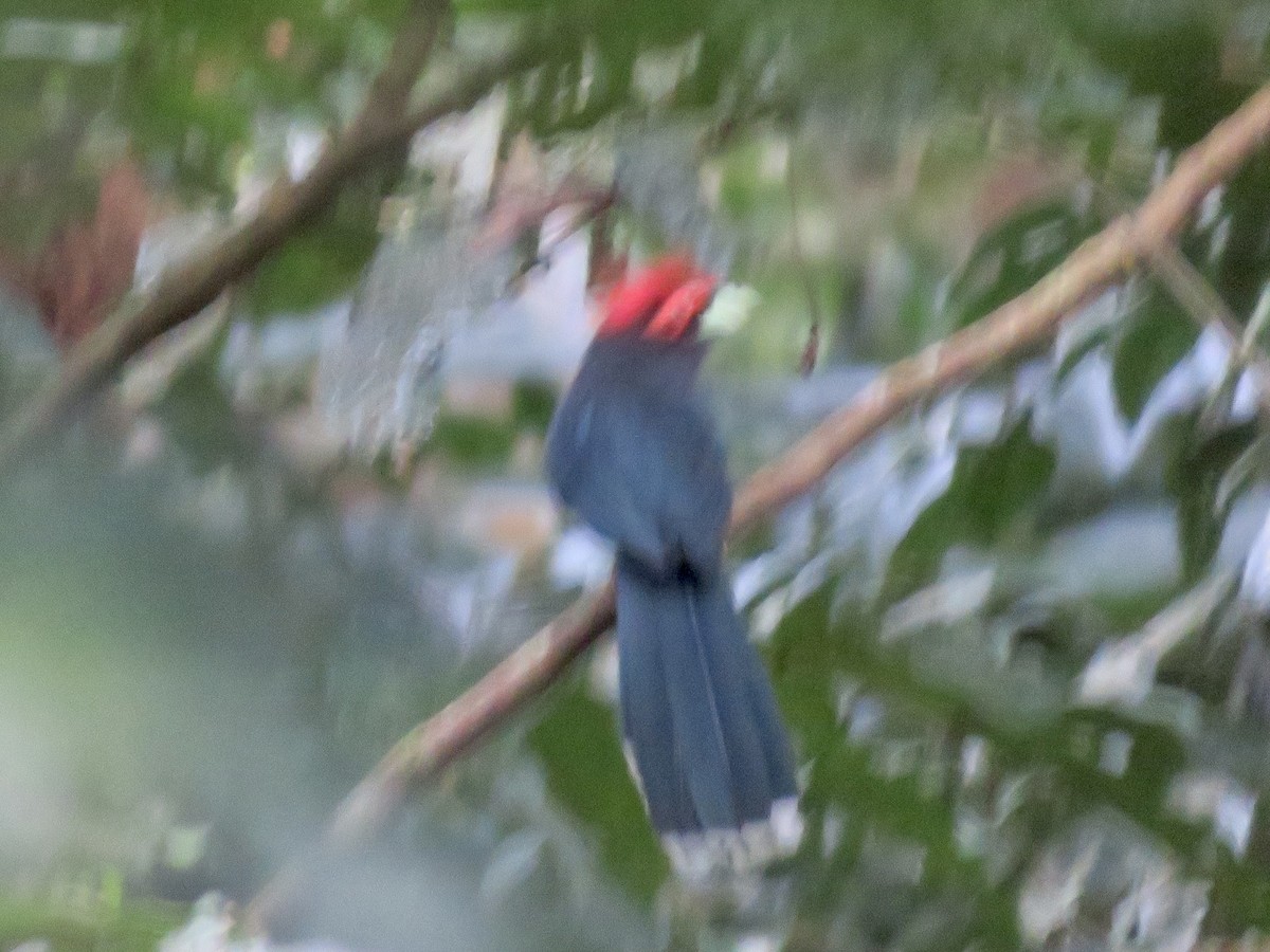 Red-crested Malkoha - ML647459949