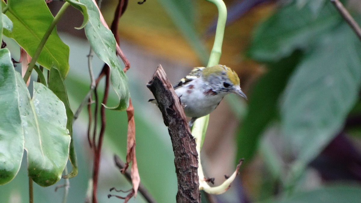 ワキチャアメリカムシクイ - ML647459951