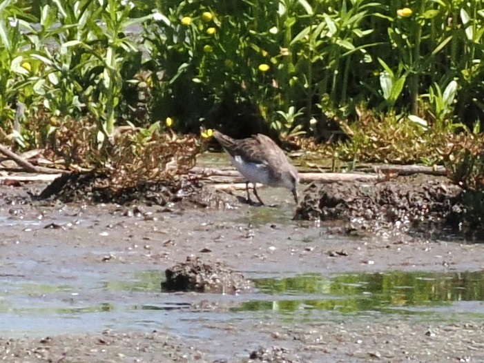 Küçük Kumkuşu - ML647459965