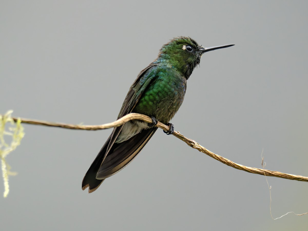 Tourmaline Sunangel - ML647459981