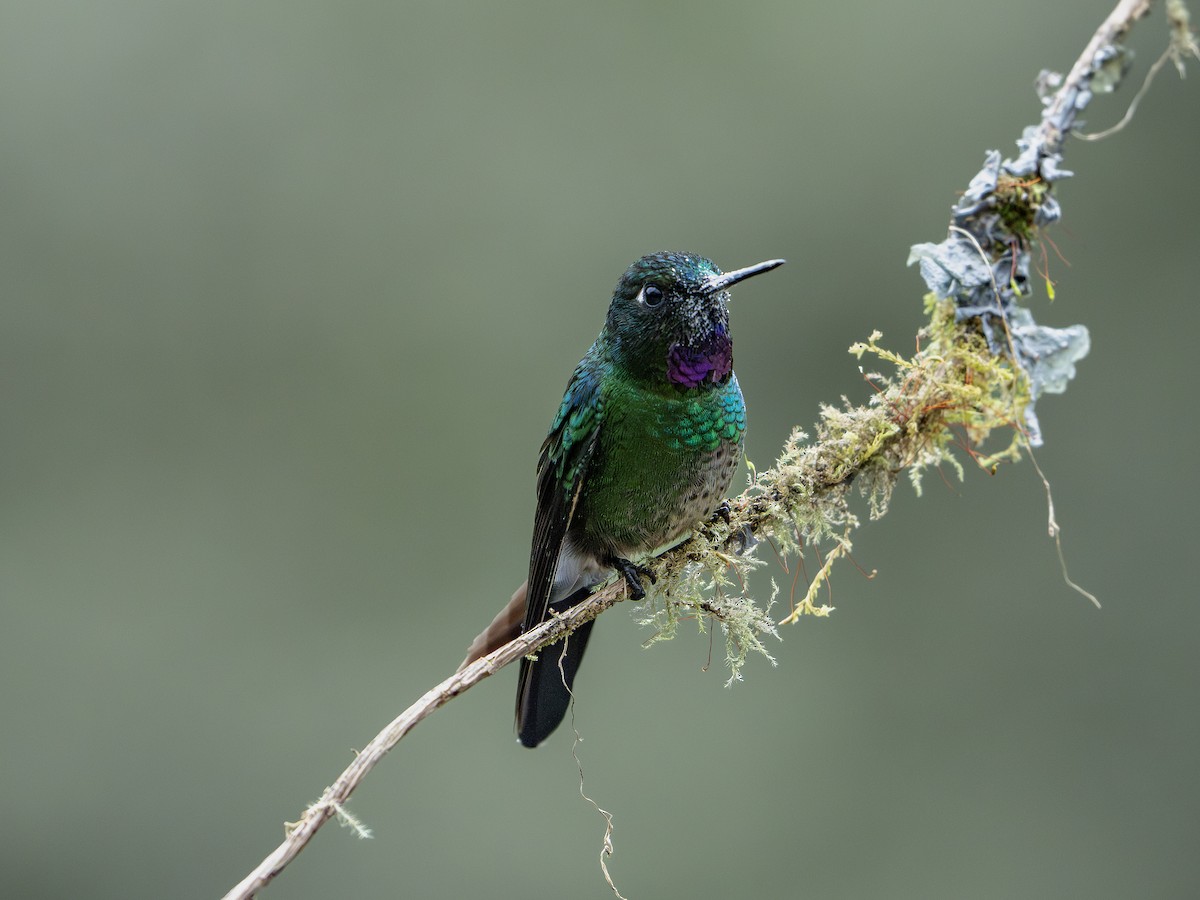 Tourmaline Sunangel - ML647459983