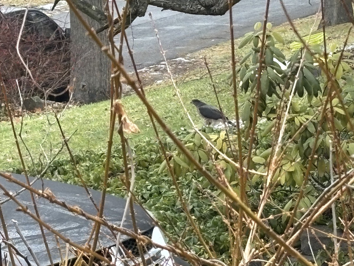 Cooper's Hawk - ML647459995