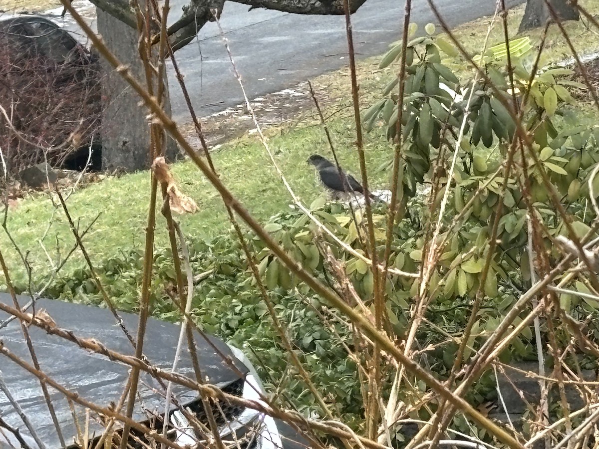 Cooper's Hawk - ML647459996