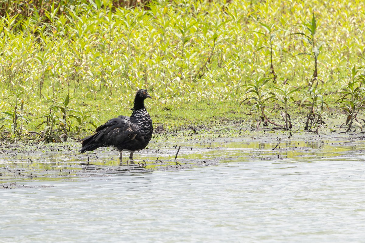Chajá Añuma - ML647459997