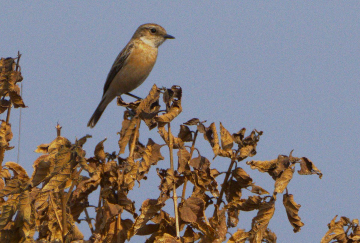 bramborníček sibiřský - ML647460004
