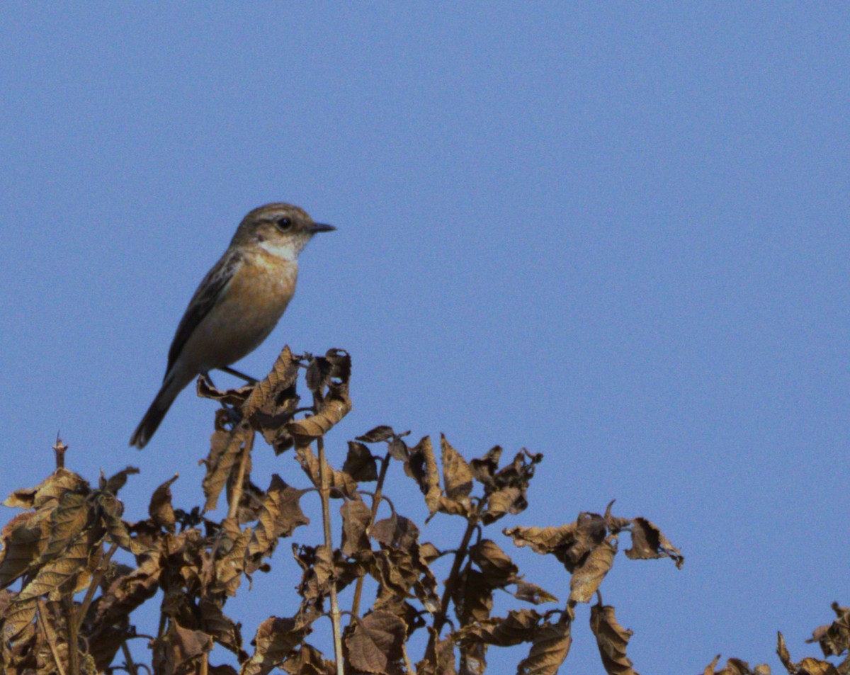 bramborníček sibiřský - ML647460005