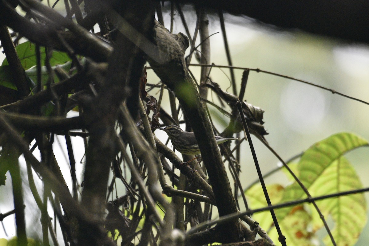Northern Waterthrush - ML647460008
