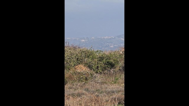 Moğolistan Örümcekkuşu - ML647460029