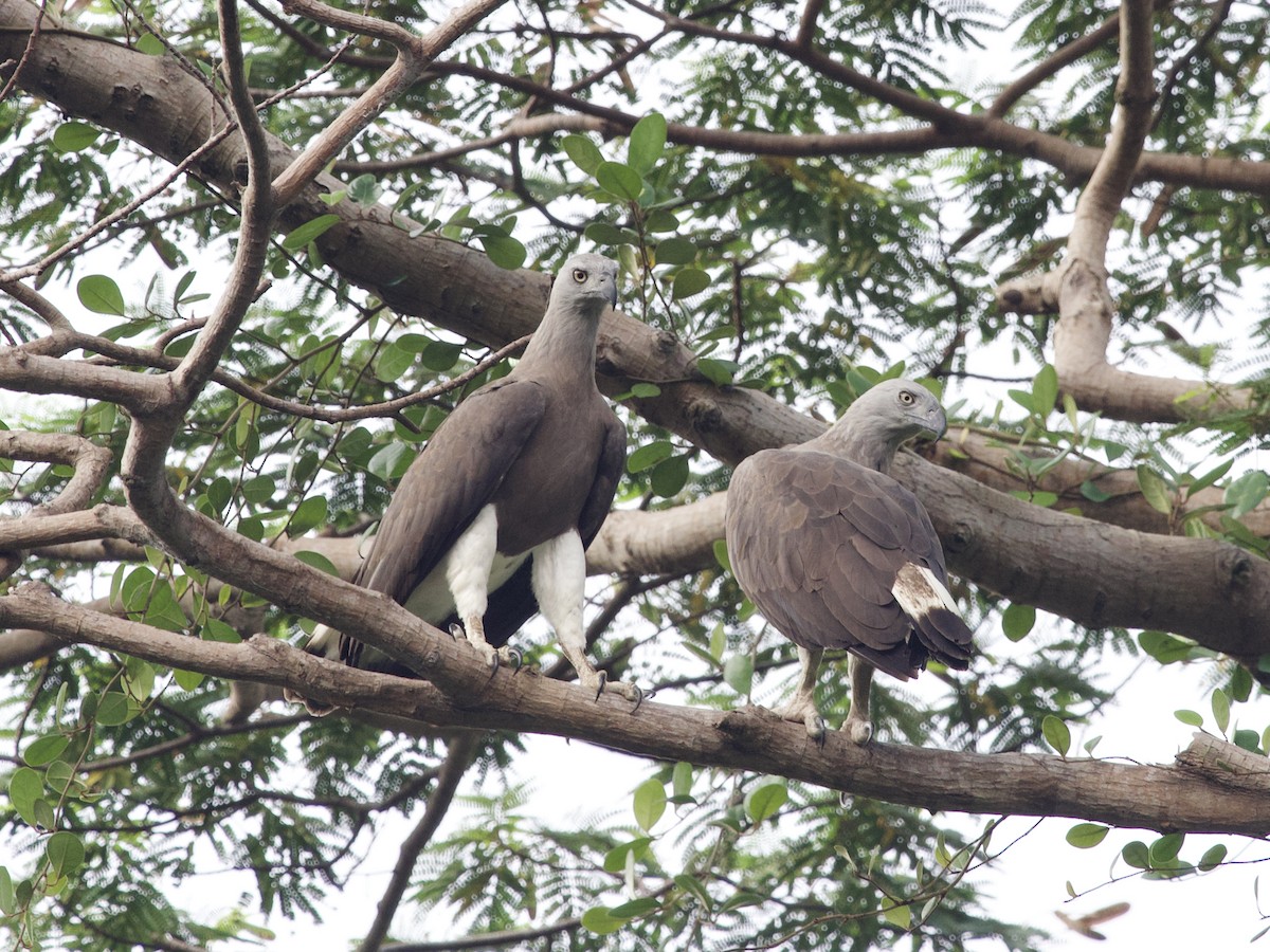 Gray-headed Fish-Eagle - ML647460033
