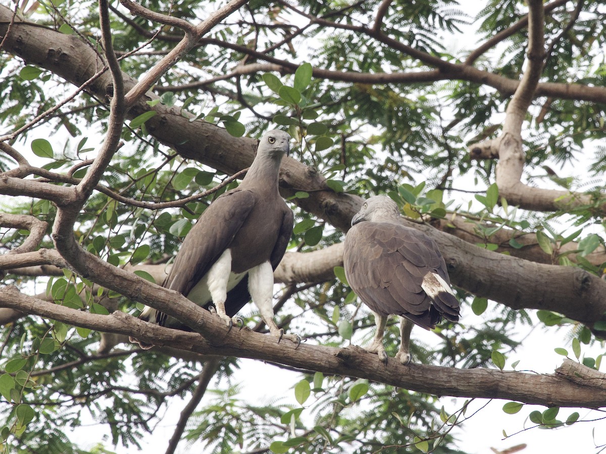 Gray-headed Fish-Eagle - ML647460034