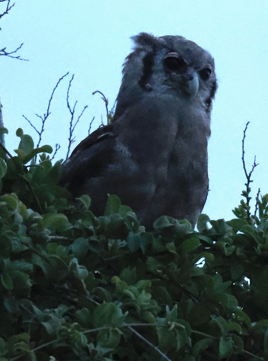Verreaux's Eagle-Owl - ML647460043