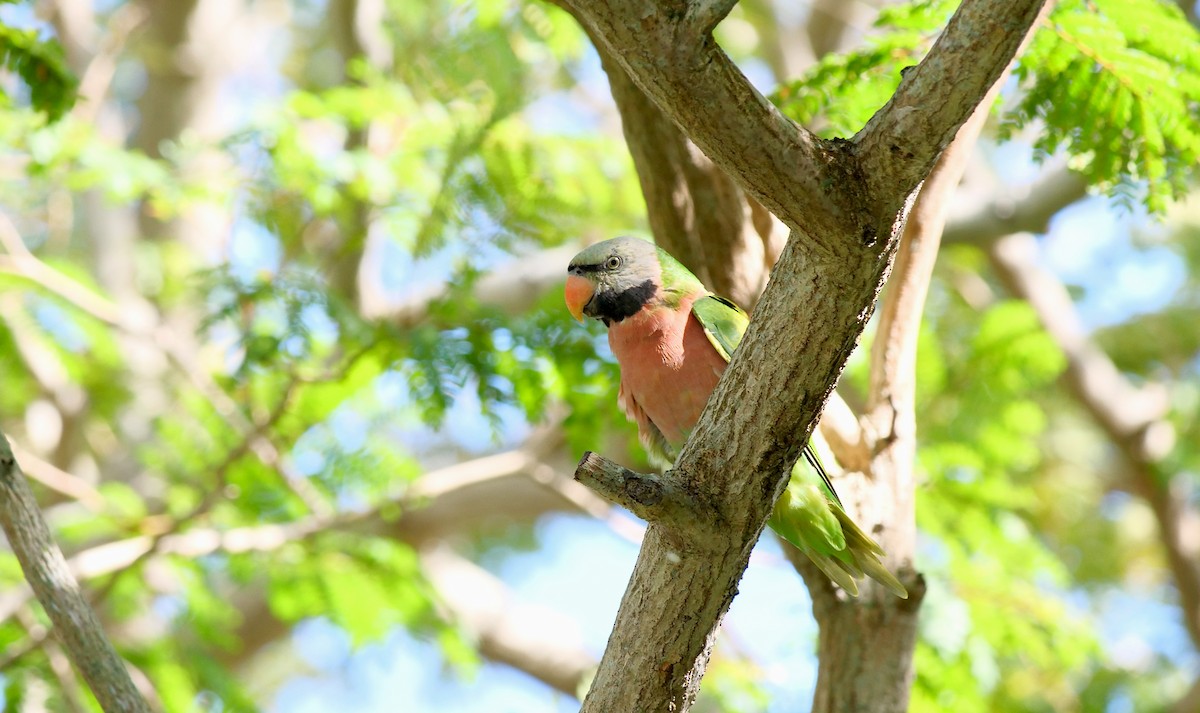 Red-breasted Parakeet - ML647460056