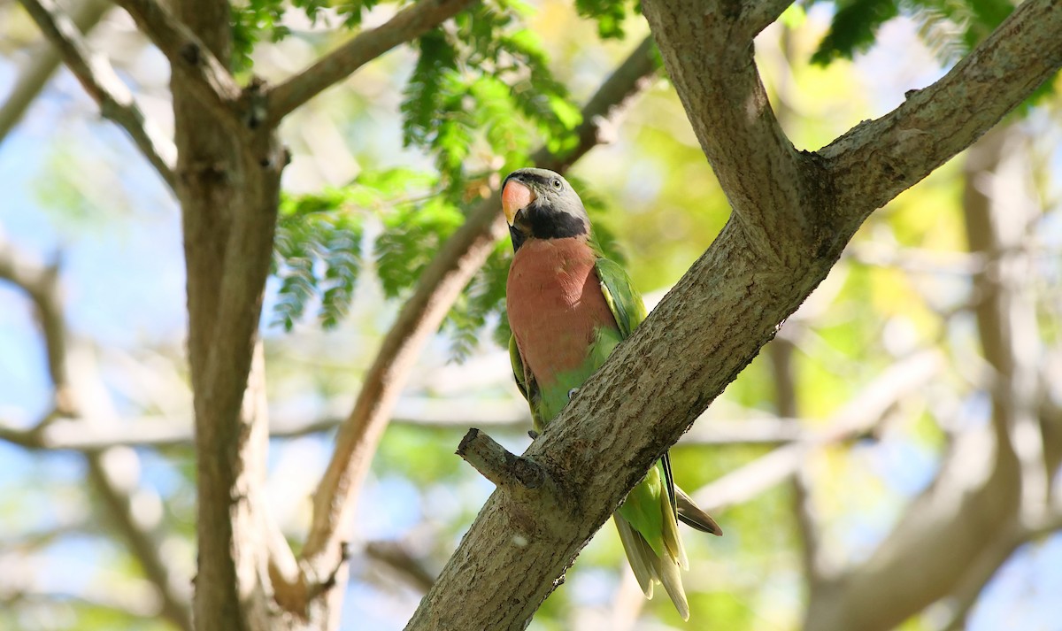 Red-breasted Parakeet - ML647460057