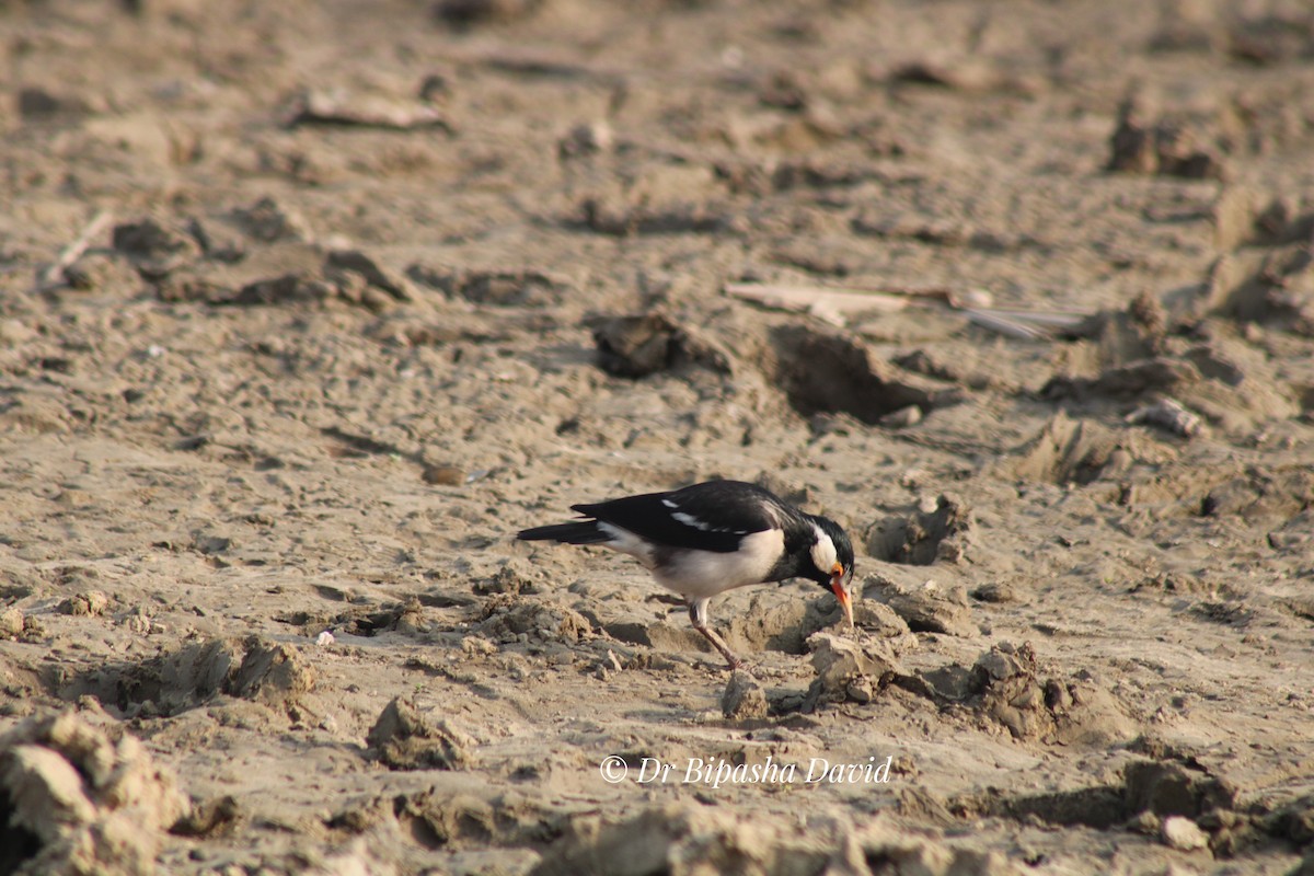 Indian Pied Starling - ML647460060