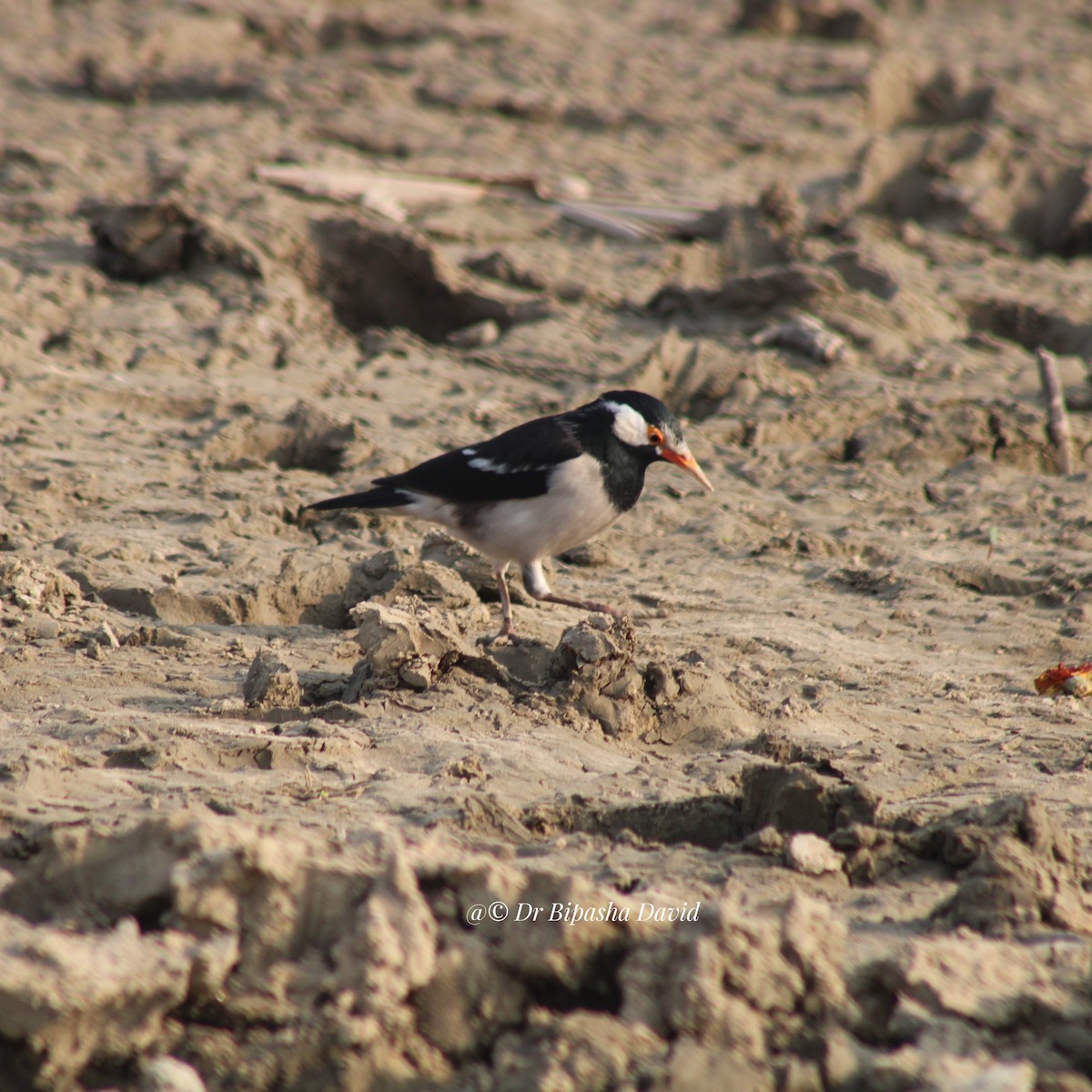 Indian Pied Starling - ML647460061