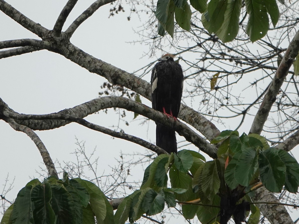 blåstrupehokko - ML647460082