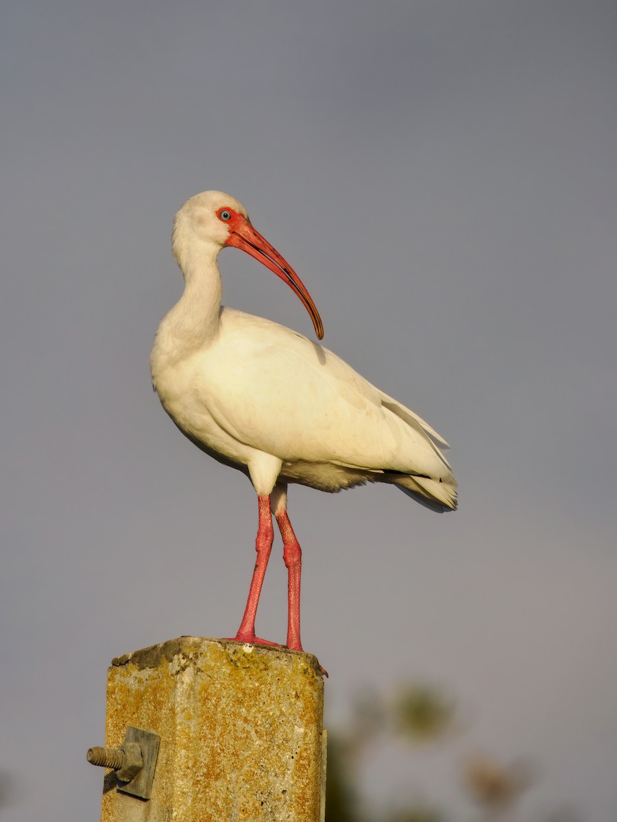 White Ibis - ML647460100