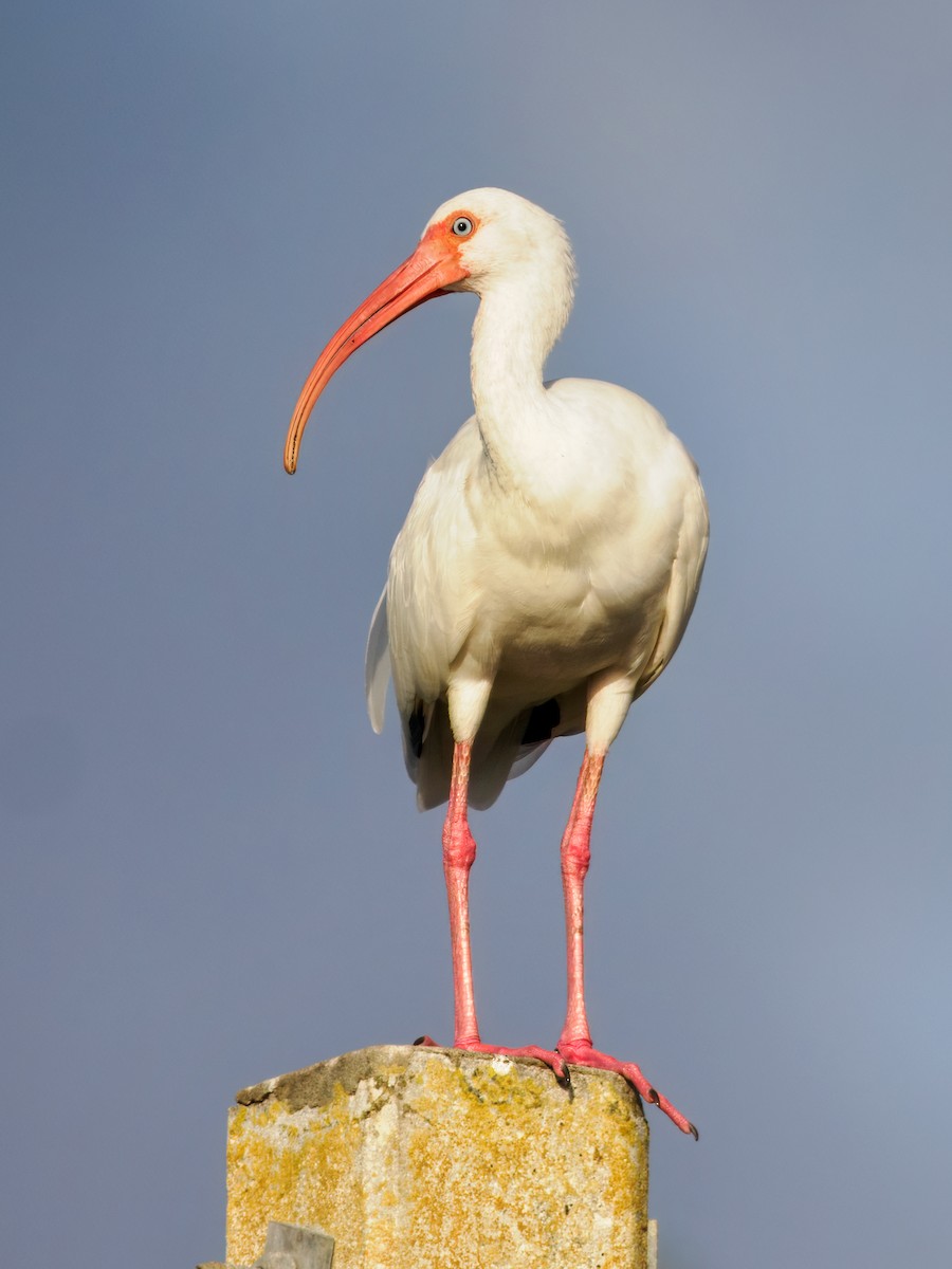 White Ibis - ML647460101