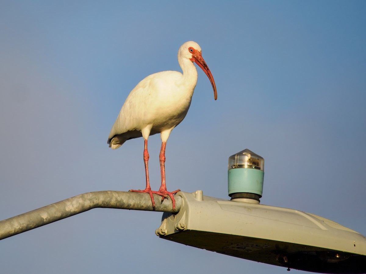 White Ibis - ML647460102