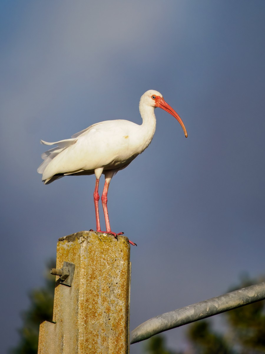 White Ibis - ML647460103
