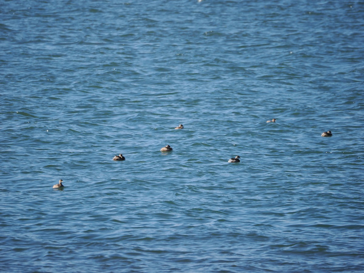 Little Grebe - ML647460154