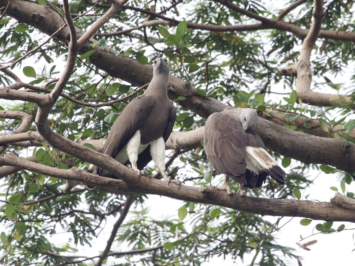 Gray-headed Fish-Eagle - ML647460190