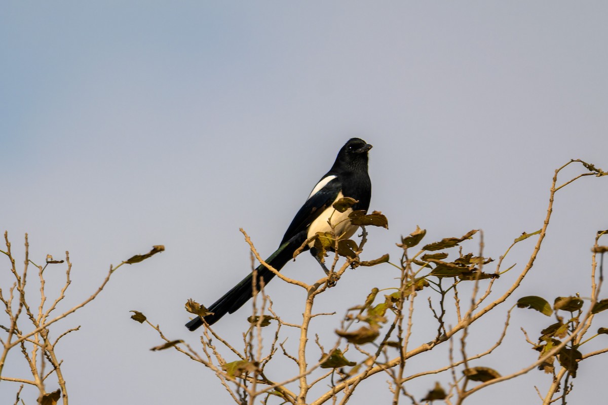 orientskjære - ML647460227