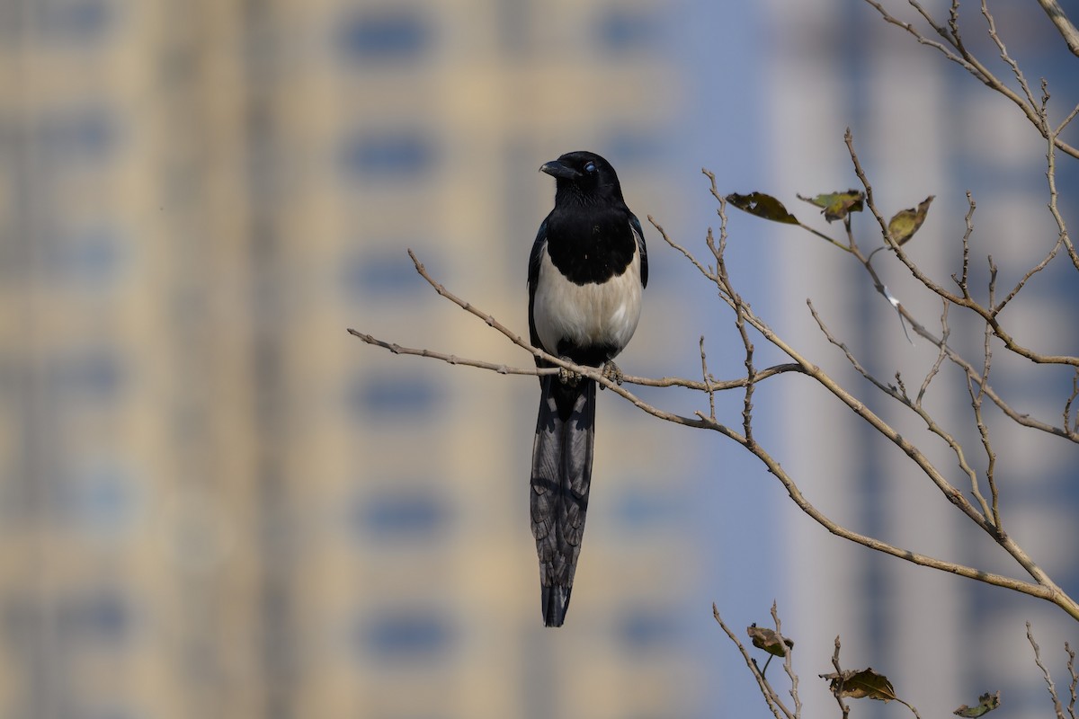 orientskjære - ML647460228