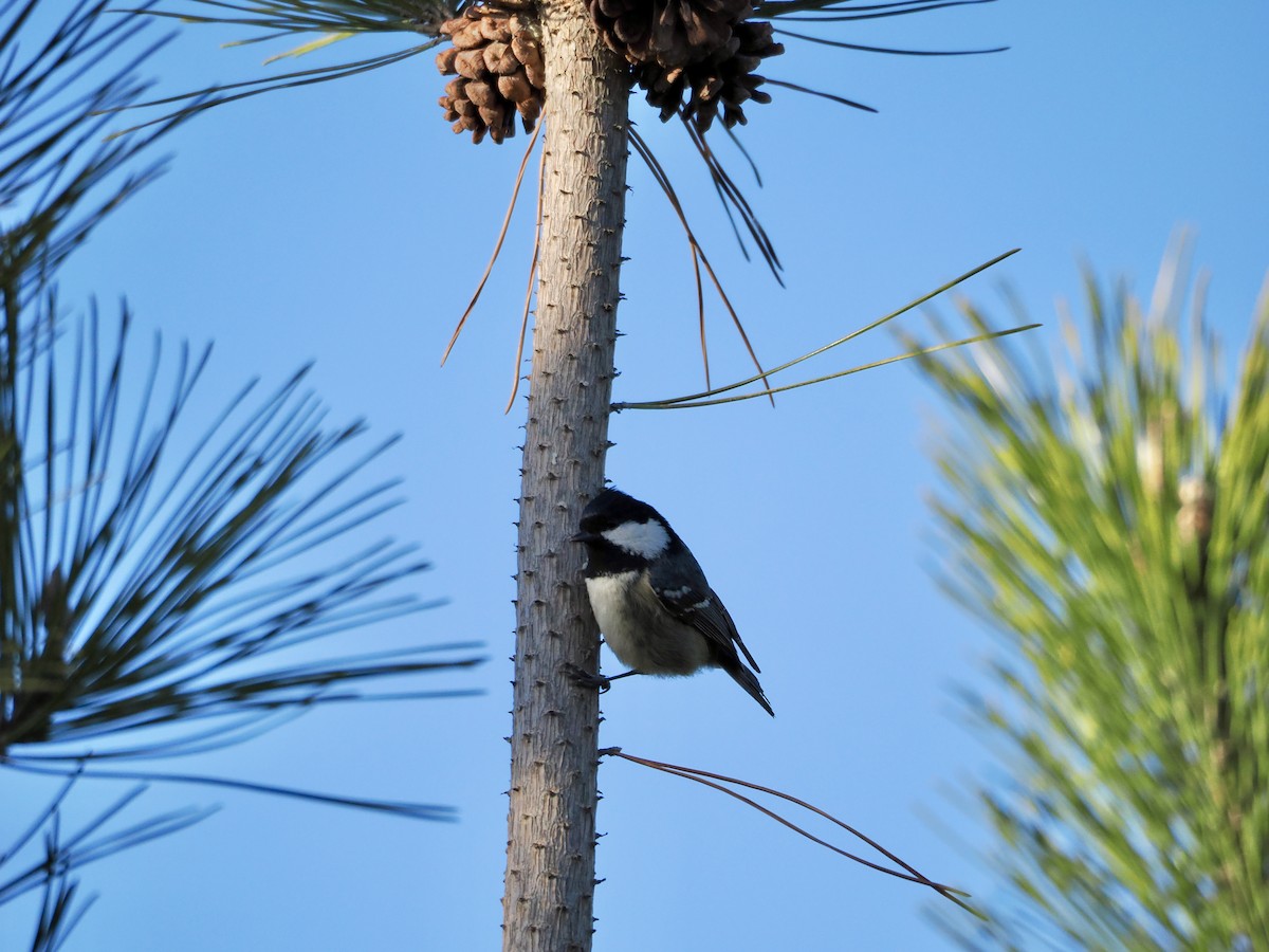 Coal Tit - ML647460233